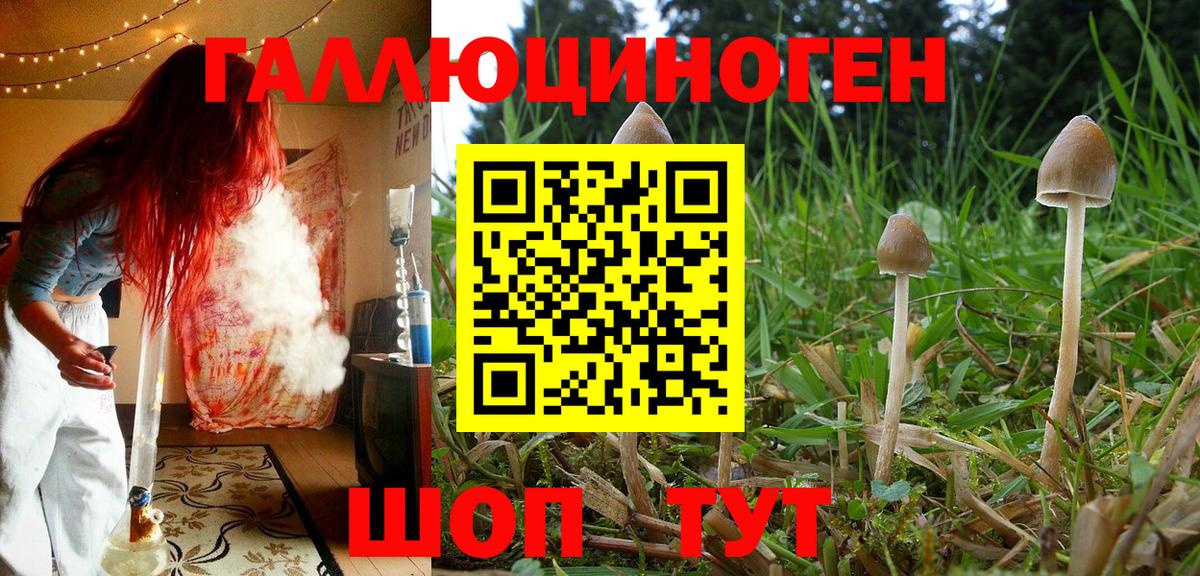 Псилоцибиновые грибы Magic Shrooms  продажа наркотиков  Вход с VPN  Буйнакск  Псилоцибиновые грибы Cubensis 